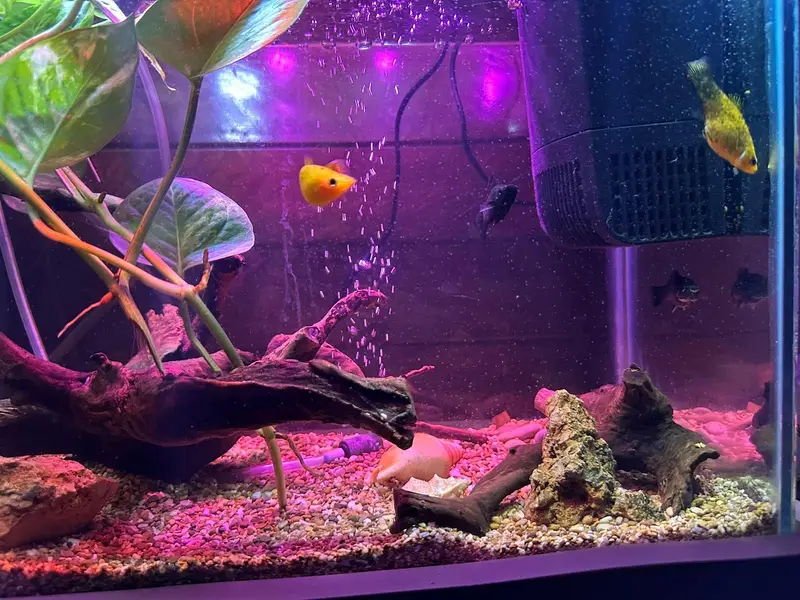 Homegrown Aquarium Fishes — photo 6