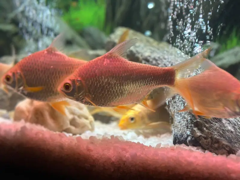 Homegrown Aquarium Fishes — photo 7