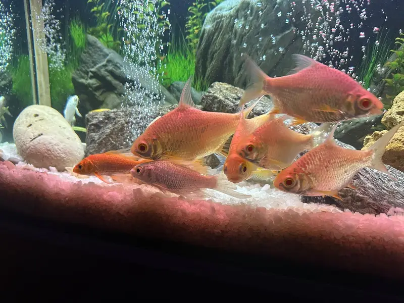 Homegrown Aquarium Fishes — photo 8