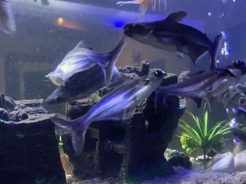 Homegrown Aquarium Fishes — photo 9
