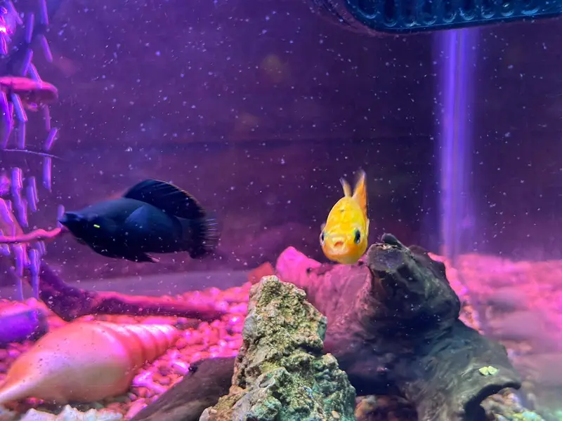 Homegrown Aquarium Fishes — photo 10