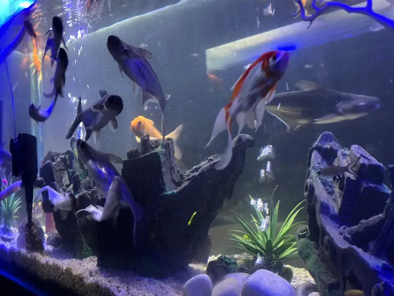 Homegrown Aquarium Fishes — photo 12