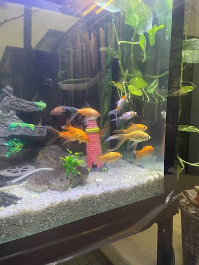 Homegrown Aquarium Fishes | Shark | Tinfoil | Moli | kois | shupkins