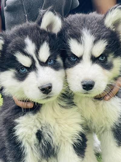 Siberian Husky Male Pupps