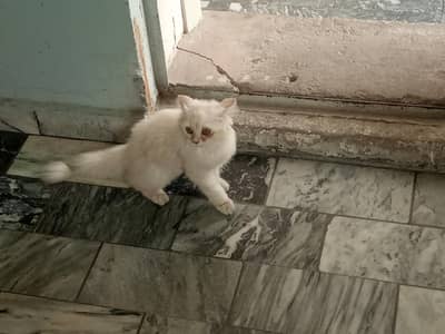 for sale