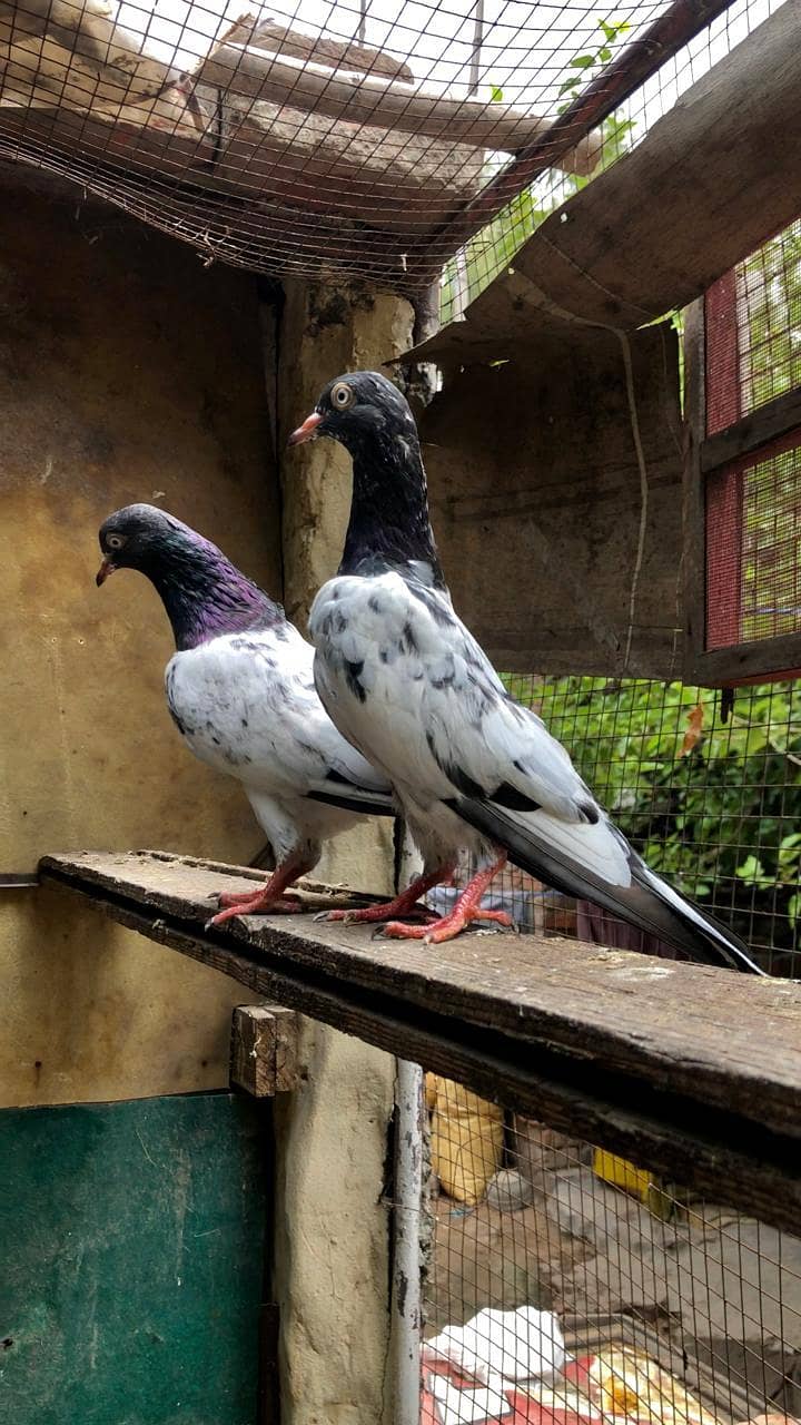 Royal teddy pathi patha 2