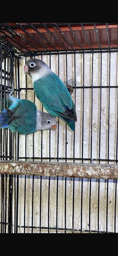 Parrots With Metal Cage Double Portion