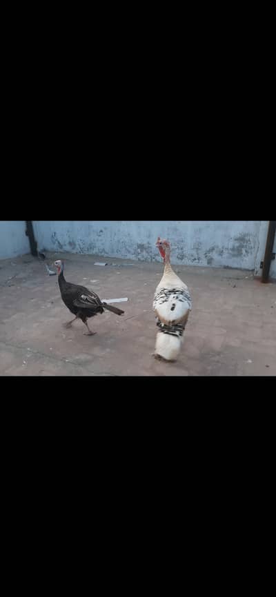 Turkey Pair
