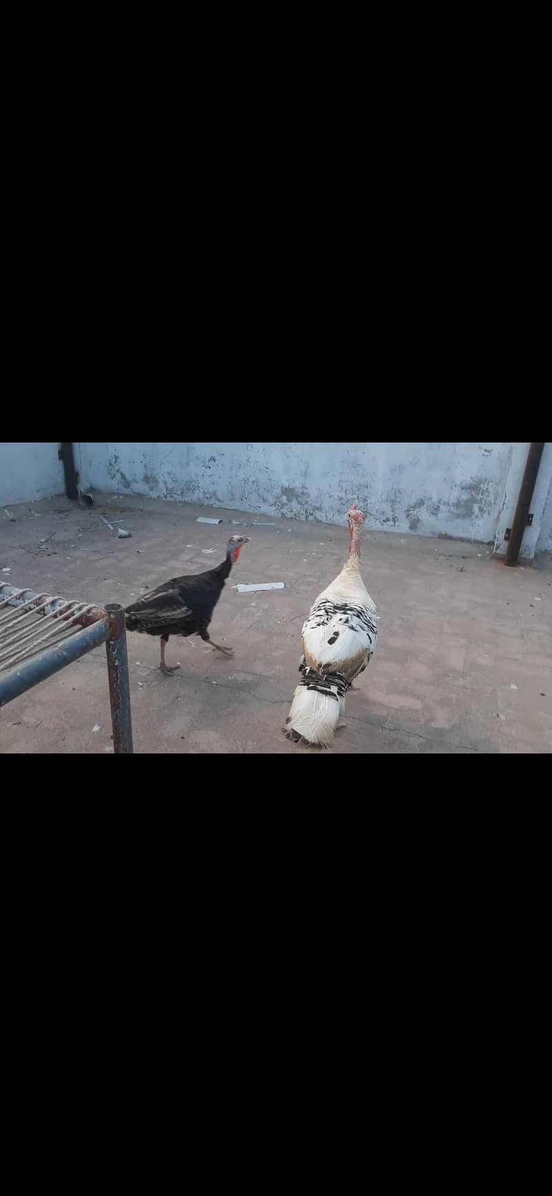Turkey Pair 2