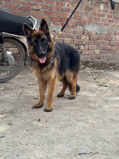 German Shepherd | Long Coat Female | GSD | German Dog Female For sale