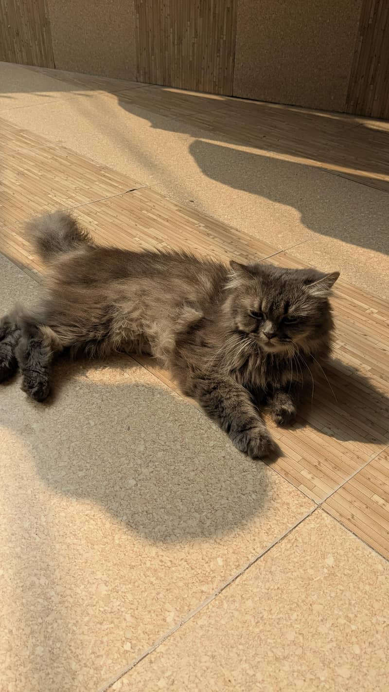 Gray Persian Cat 0