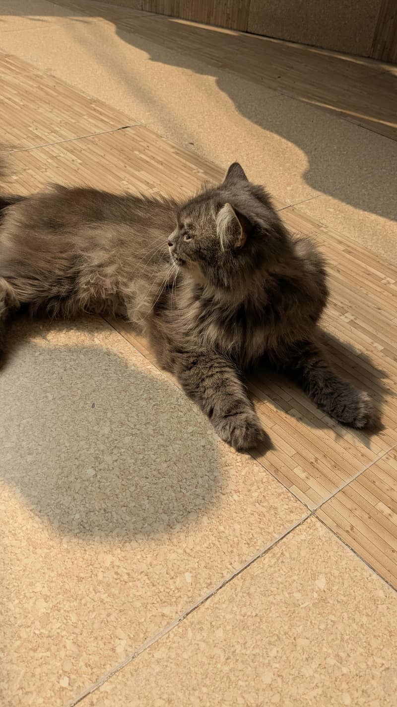 Gray Persian Cat 1