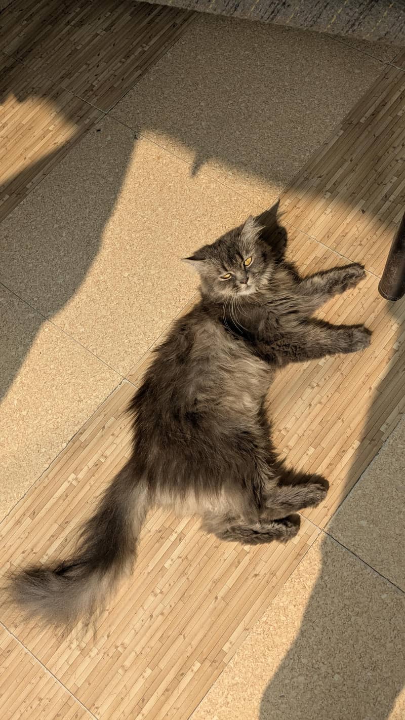 Gray Persian Cat 2