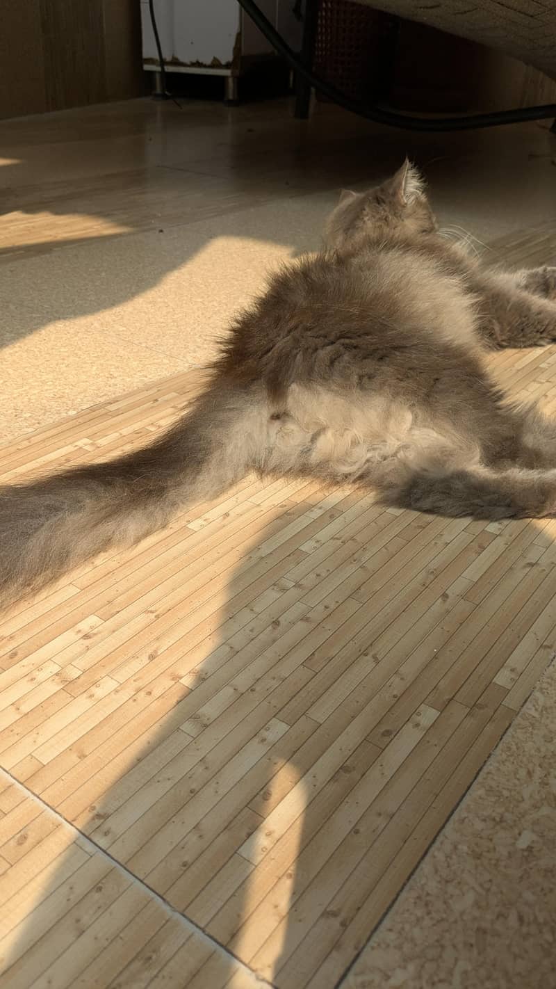 Gray Persian Cat 3