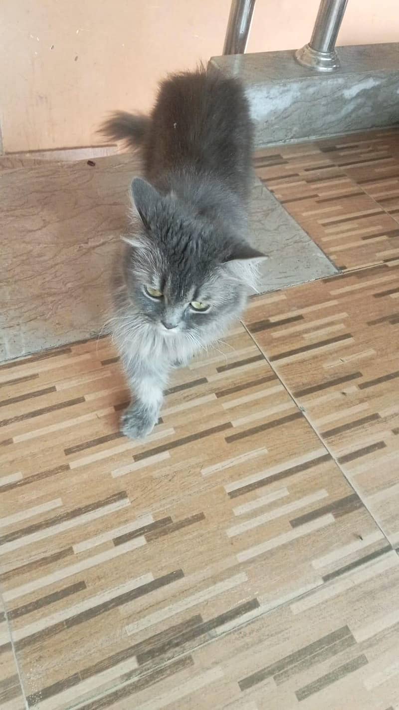 Gray Persian Cat 4