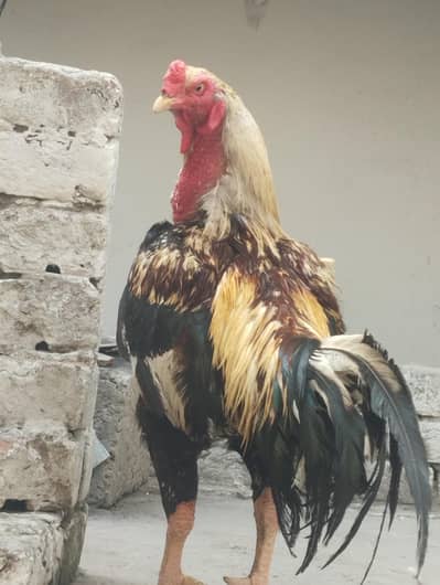 big aseel morga for sale