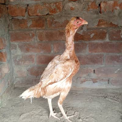 shamoo Cross female