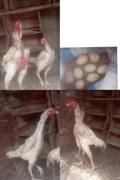 white oh-shamo eggs for sale 03708615145