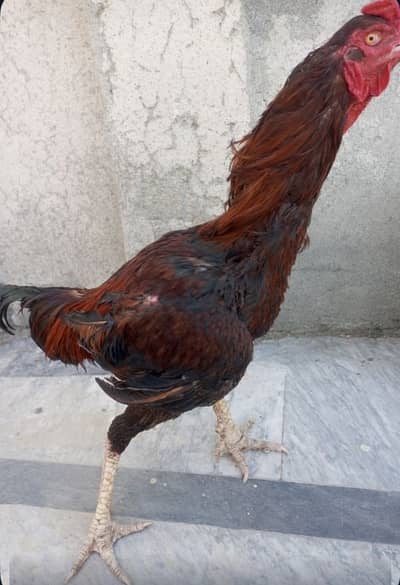 Aseel Murga For Sale