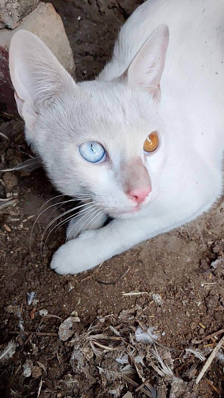white cat 0