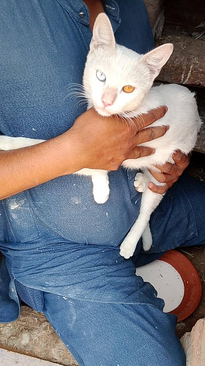 white cat 1