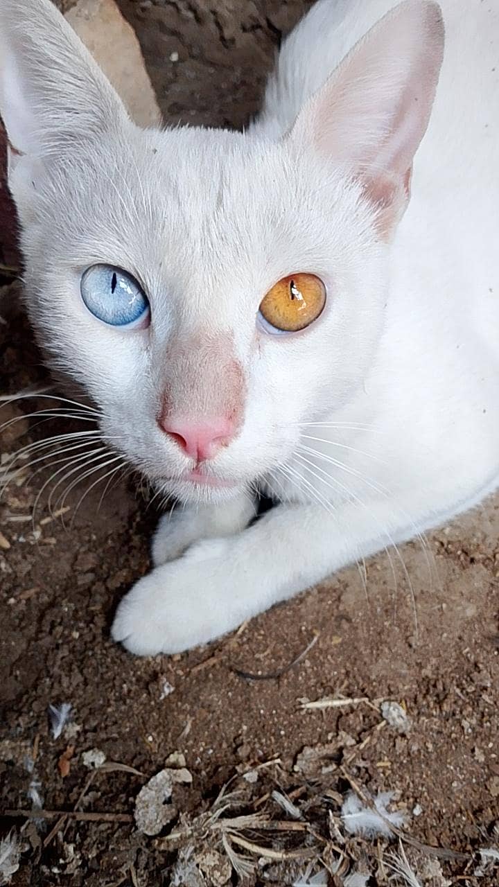 white cat 2