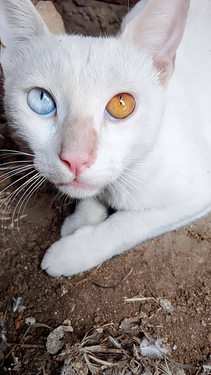 white cat 3