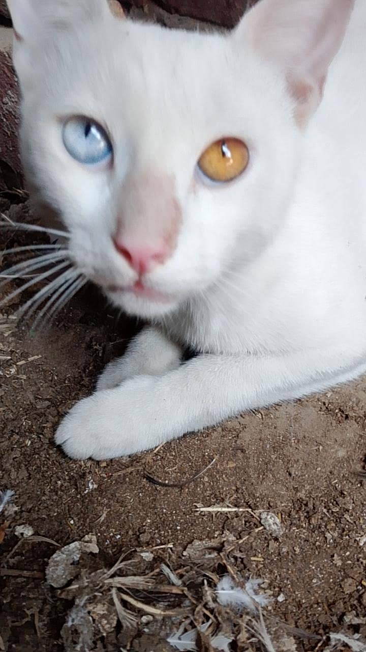 white cat 4