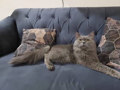 Persian male cat