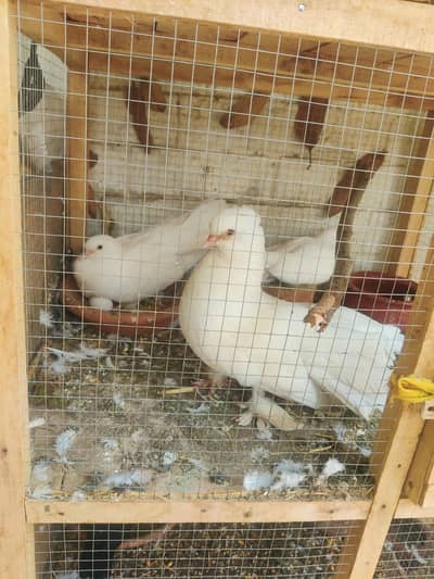 4 pairs of beautiful pigeon with 6 kids