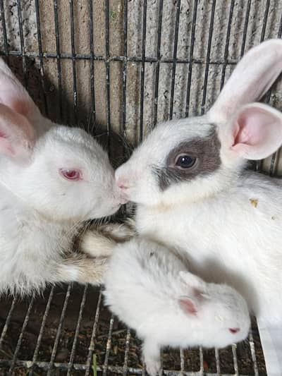 Rabbit Breeder Pair with rabbit bunny For Sale
