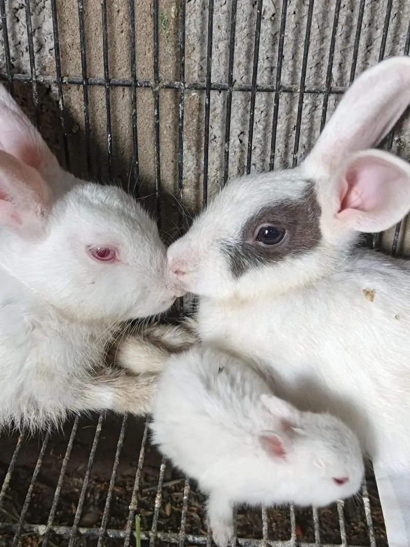 Rabbit Breeder Pair with rabbit bunny For Sale