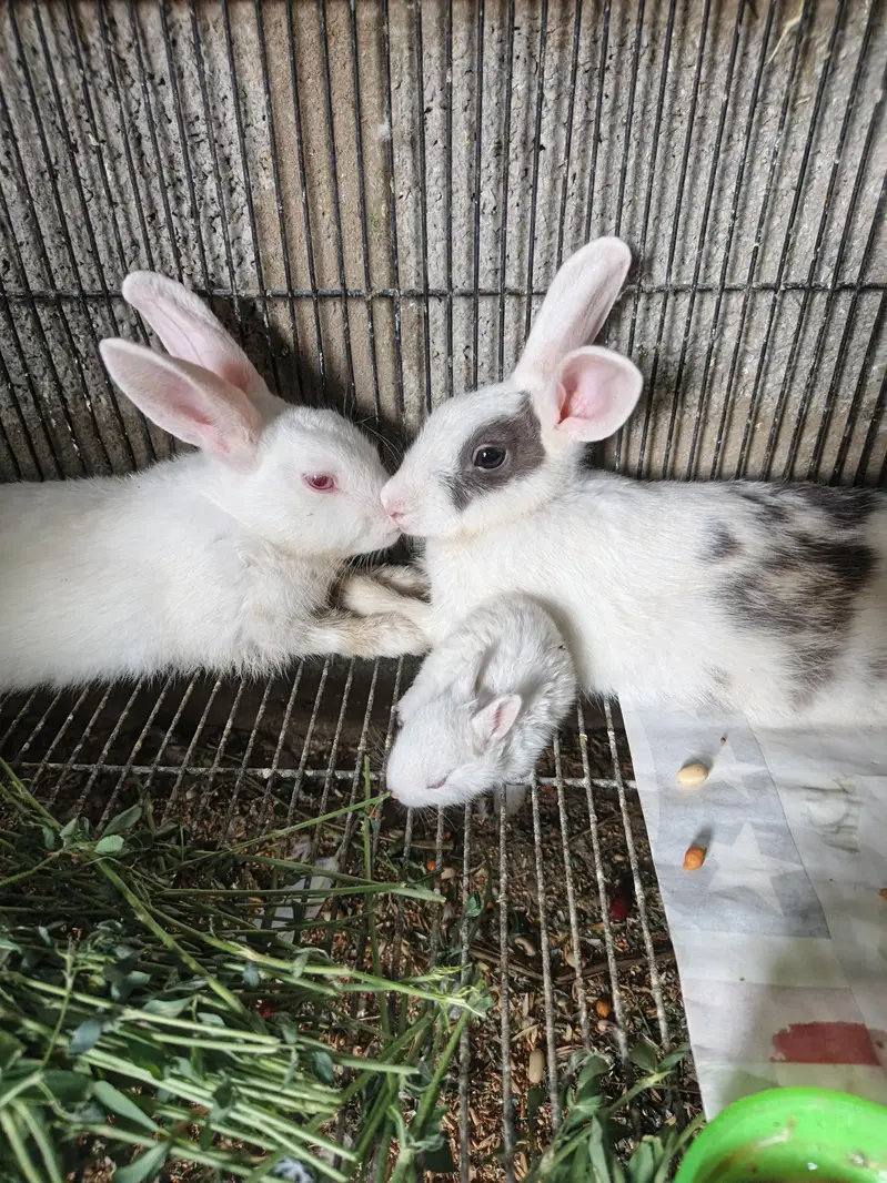 Rabbit Breeder Pair with rabbit bunny For Sale — photo 2