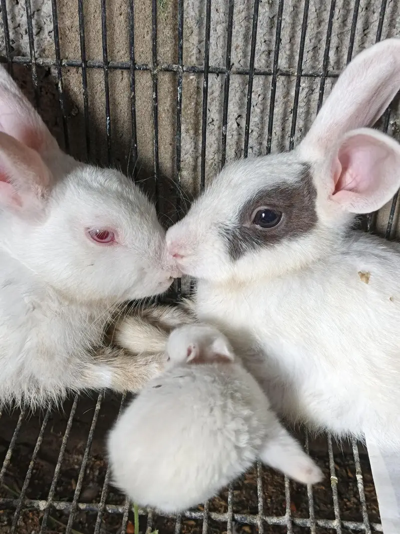 Rabbit Breeder Pair with rabbit bunny For Sale — photo 3