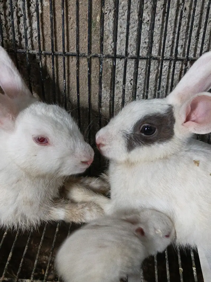 Rabbit Breeder Pair with rabbit bunny For Sale — photo 4