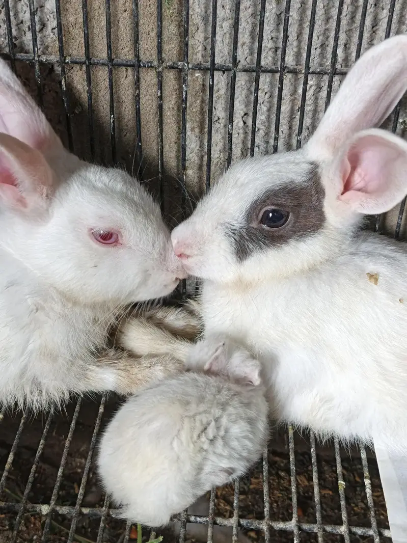 Rabbit Breeder Pair with rabbit bunny For Sale — photo 5