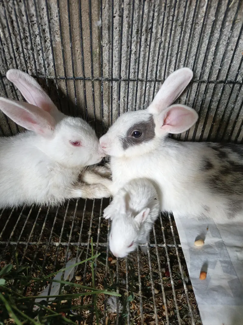 Rabbit Breeder Pair with rabbit bunny For Sale — photo 6