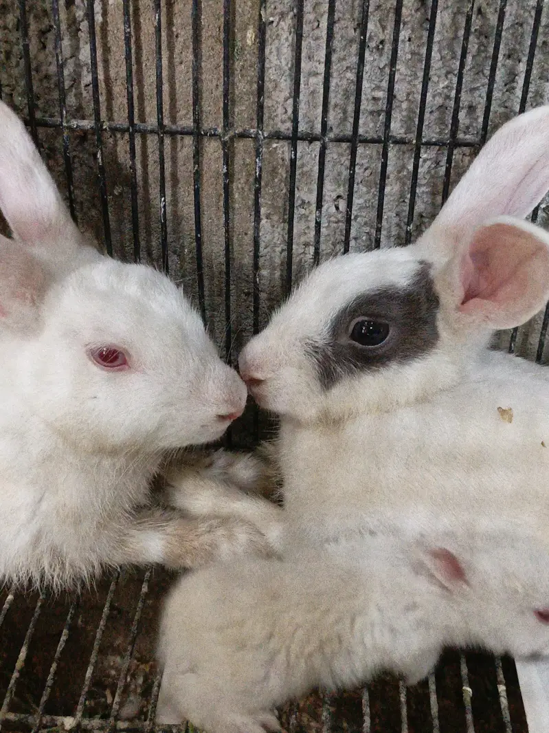 Rabbit Breeder Pair with rabbit bunny For Sale — photo 7