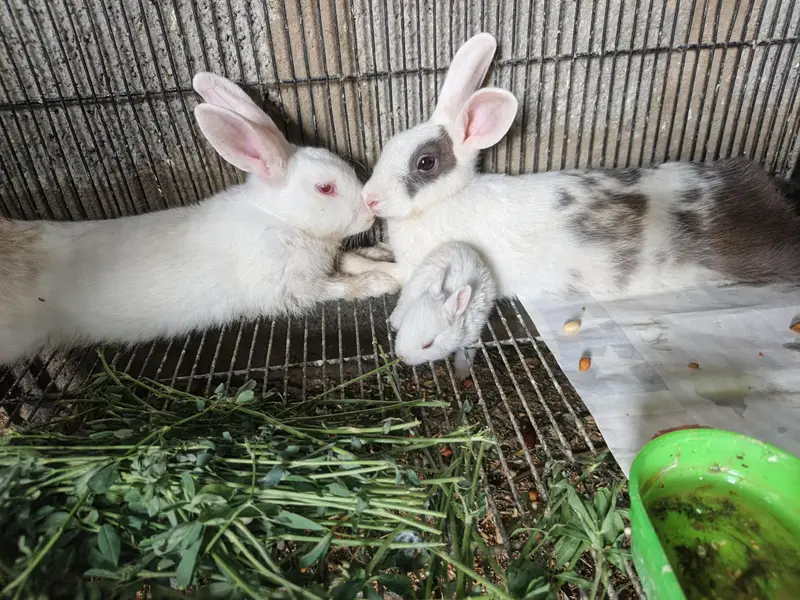 Rabbit Breeder Pair with rabbit bunny For Sale — photo 8