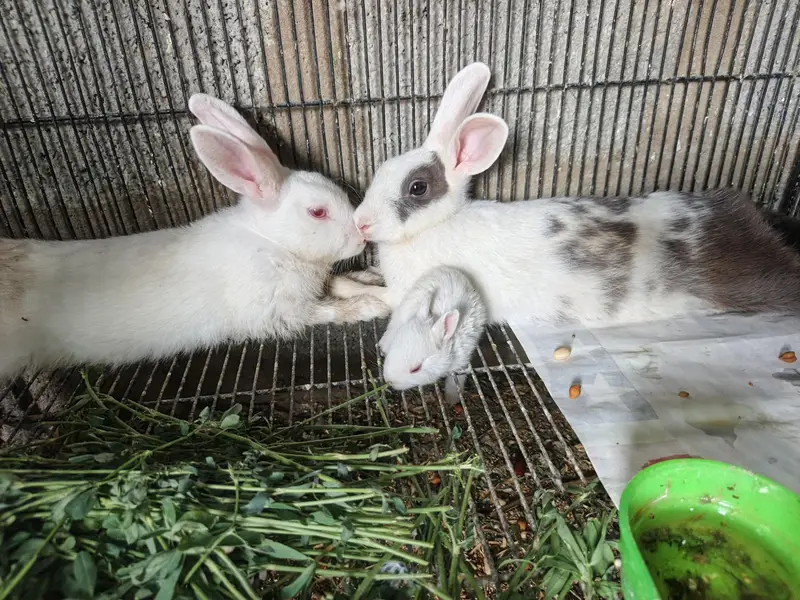 Rabbit Breeder Pair with rabbit bunny For Sale — photo 9
