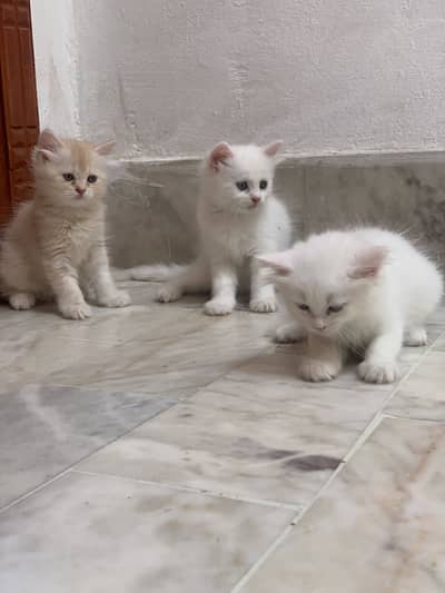3 Healthy Kittens for Sale (2 Male & 1 Female) 
