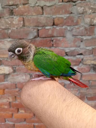 so beautiful and funny hand feeding par ha