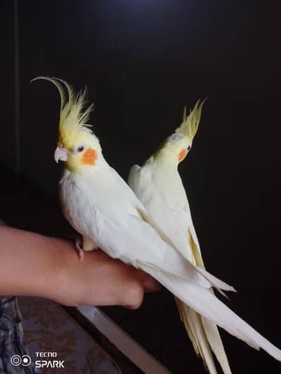 CREAM COCKTAIL BREEDER+TAMED+YOUTUBE SONGS AND TALKING A BIT FOR SALE!