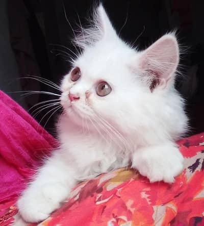 Persian Cat on Sale