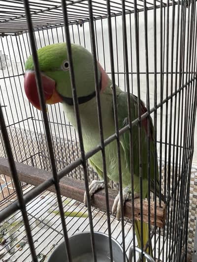 Raw parrot