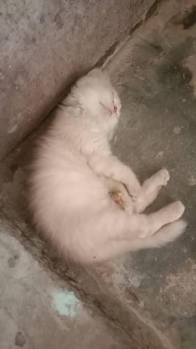 persian cat