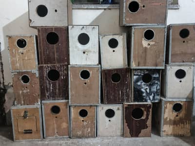 box for birds