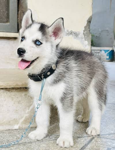 Pedigree Siberian Husky male puppy for sale