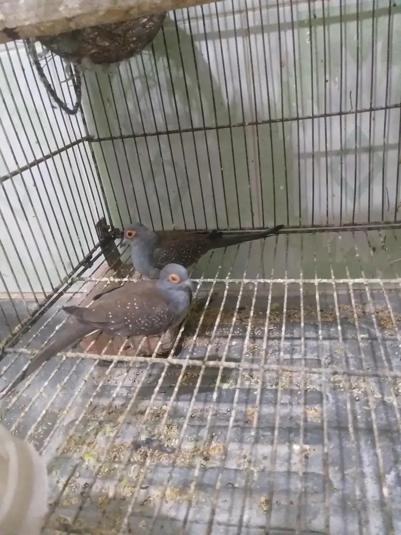 love bird java finch hogoromo and diamond dove all breeder