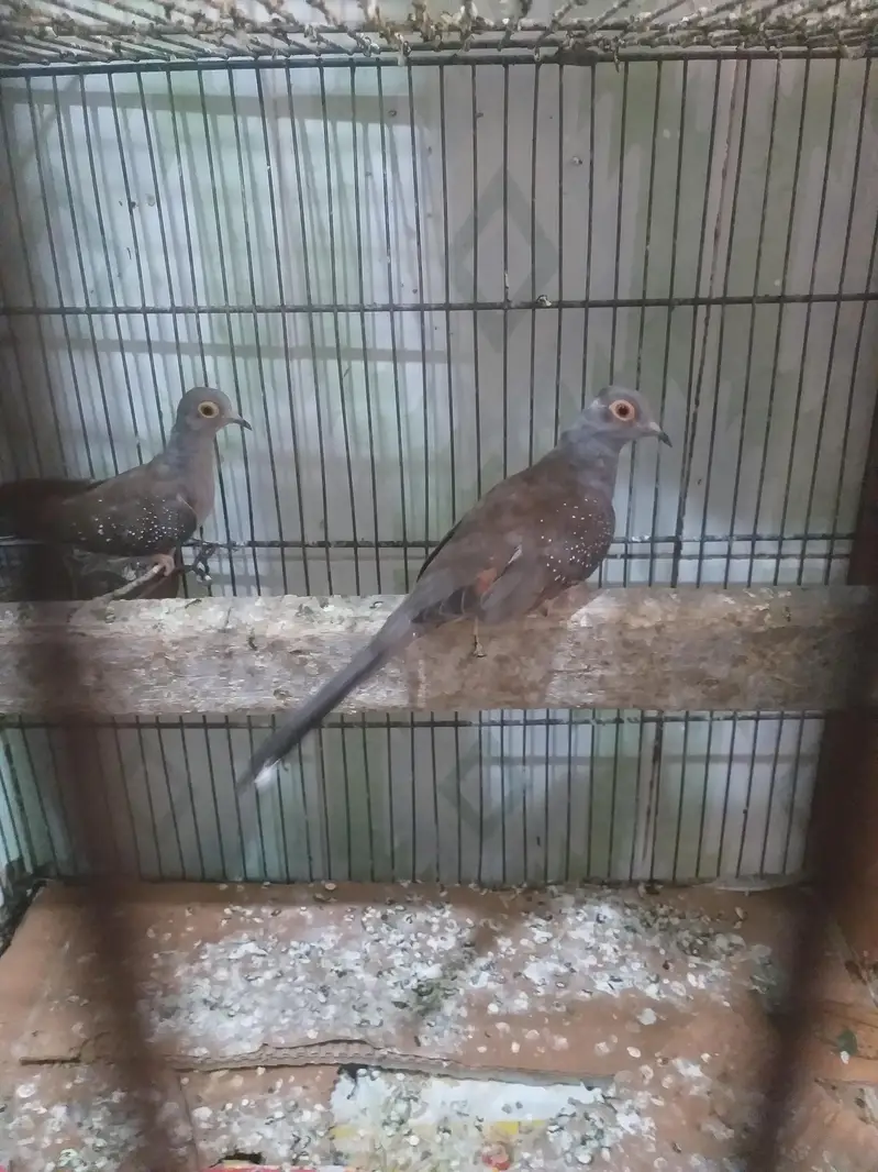 love bird java finch hogoromo and diamond dove all breeder — photo 2